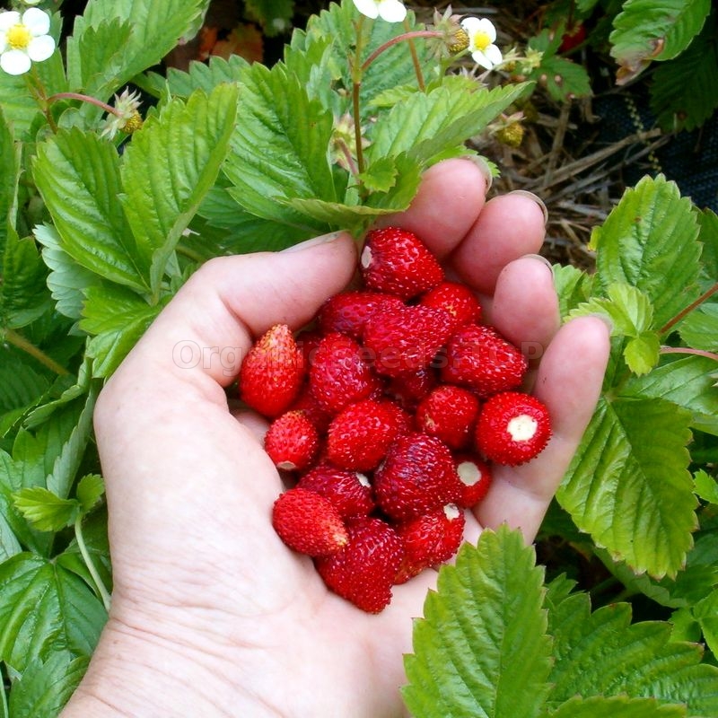 Details about   Seeds Alpine Strawberry Red  Everbearing Planting Climbing Organic 40Pcs 