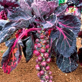 «Rosella» - Organic Brussels sprout Seeds