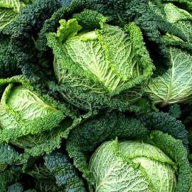 «Vertus» - Organic Savoy cabbage Seeds
