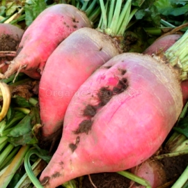«Kiev's Pink» - Organic Fodder Beetroot Seeds