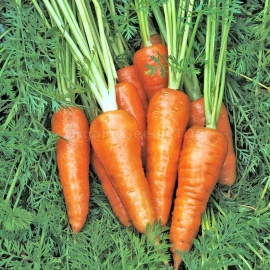 «Artek» - Organic Carrot Seeds
