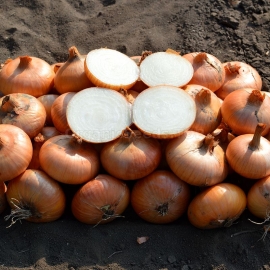 «Stuttgarter Riesen» - Organic Common Onion Seeds
