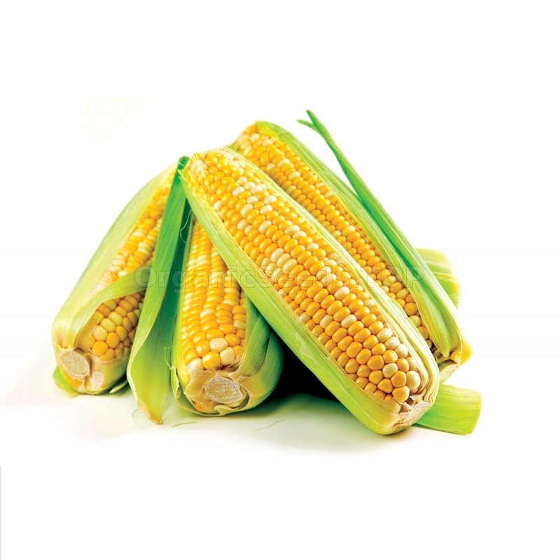 Delicious Sweet Colorful 40pcs Rare Corn Seeds Non Gmo Organic Vegetable Seed