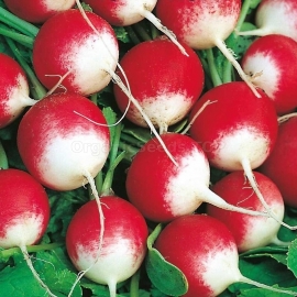 «Red with a white tip» - Organic Radish Seeds