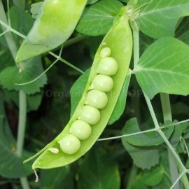 «Skinado» - Organic Pea Seeds