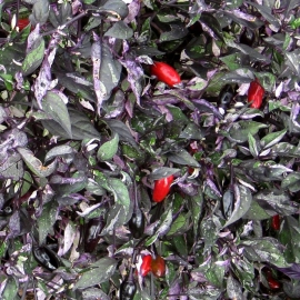 «Tri-Color» - Organic Hot Pepper Seeds