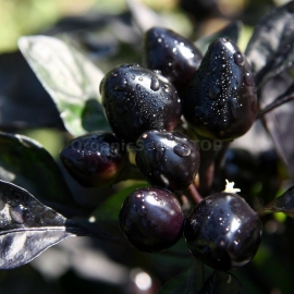 «Black Pearl» - Organic Pepper Seeds