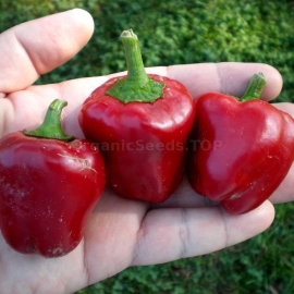 «Red Mini Bell» - Organic Pepper Seeds