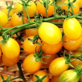«Yellow Grape» - Organic Tomato Seeds