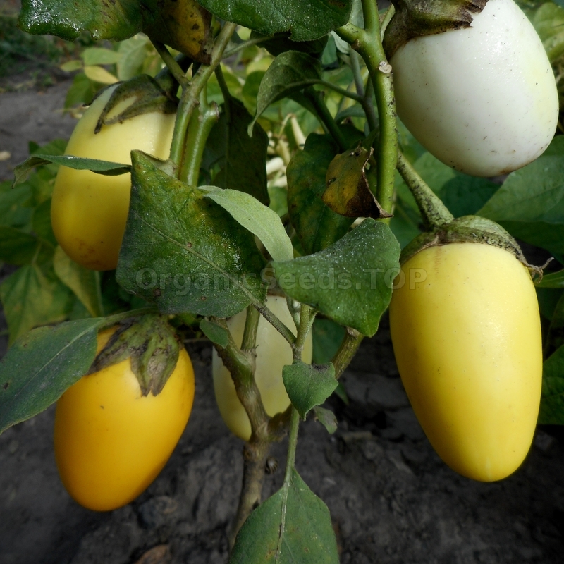 «Golden Egg» Organic Eggplant Seeds Shipping is free for orders over €50