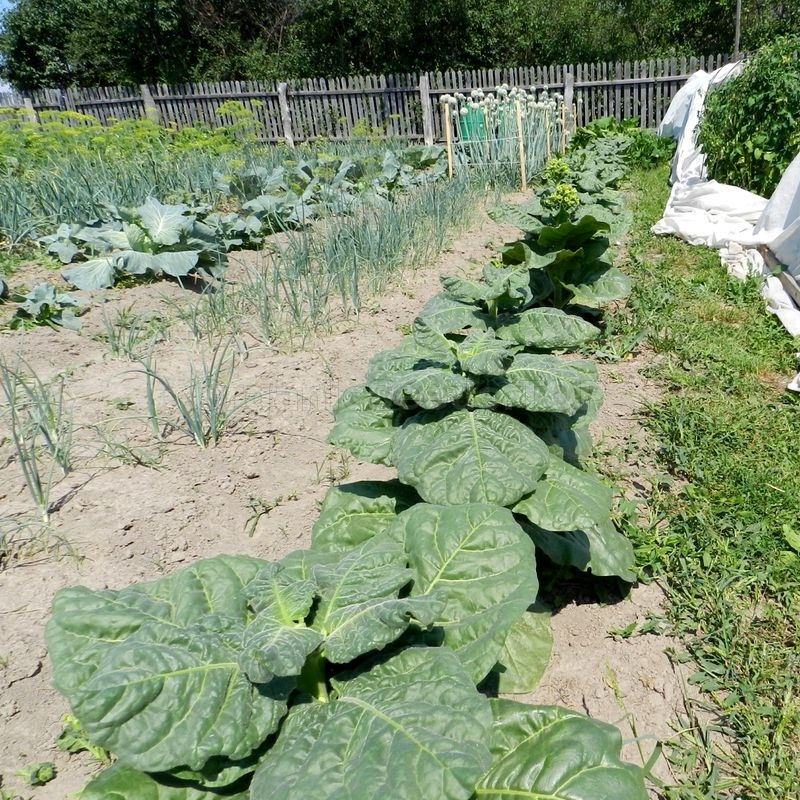 Ukrainian Makhorka» - Organic Tobacco Seeds