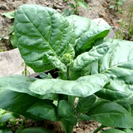 «Ukrainian Makhorka» - Organic Tobacco Seeds