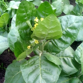 «Midewivan Sacred» Heirloom Tobacco Seeds