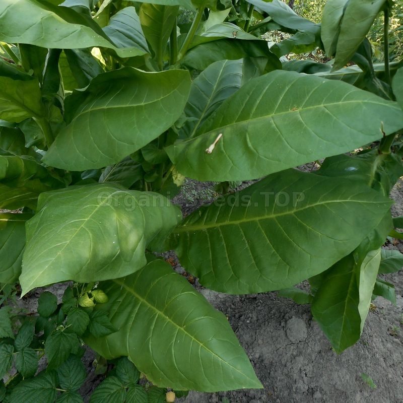 Maryland» Heirloom Tobacco Seeds