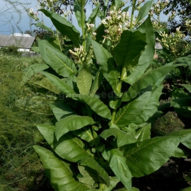 «Maryland» Heirloom Tobacco Seeds