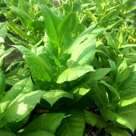 «Walkers Broad Leaf» Heirloom Tobacco Seeds