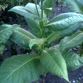 «Burley Dark Strong» Heirloom Tobacco Seeds