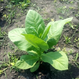 «Florida Sumatra» Heirloom Tobacco Seeds