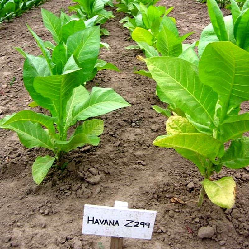 best tobacco seeds Havana Z 299» Heirloom Tobacco Seeds