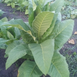 «Orinoco» Heirloom Tobacco Seeds