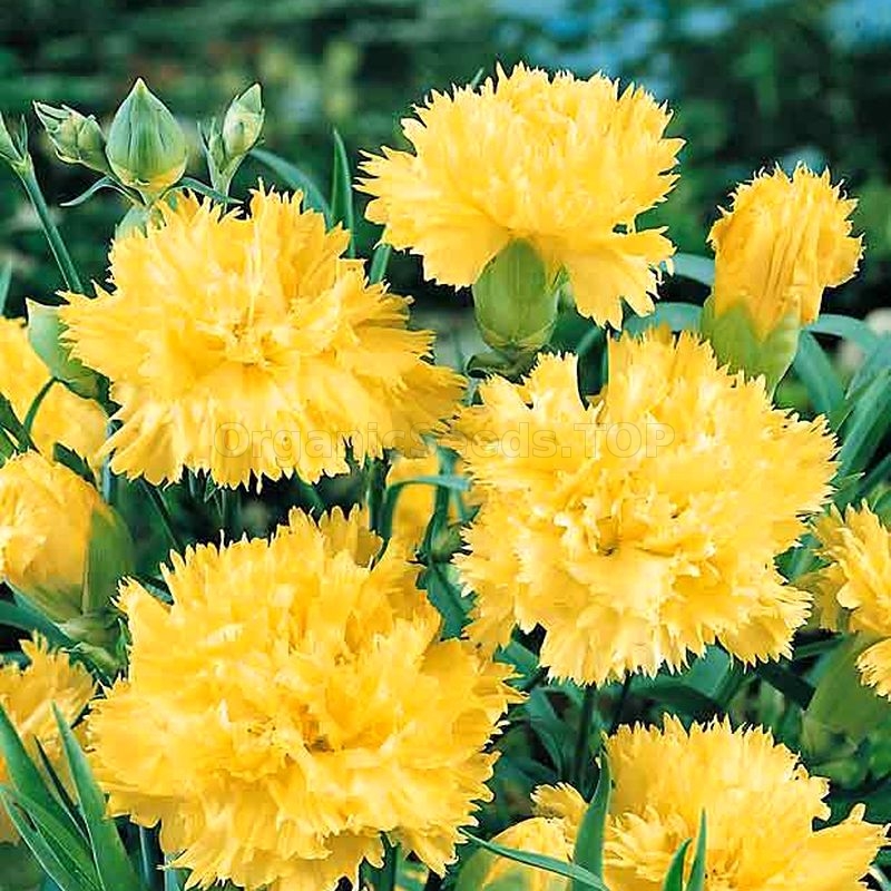 «Golden Sun» Organic Carnation Seeds Shipping is free for orders