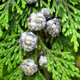Organic Lawson cypress Seeds (Chamaecyparis Lawsoniana)