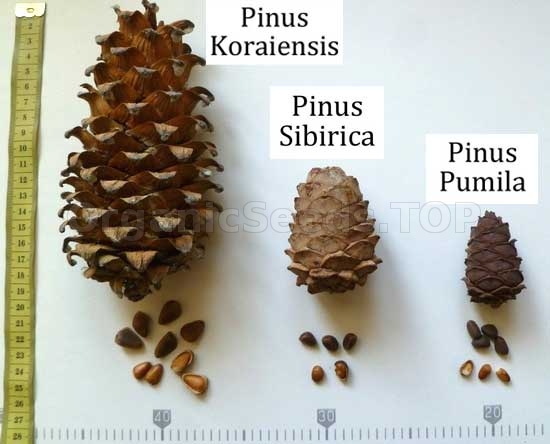 Pinus koraiensis 10 fresh big seeds Korean cedar seeds 