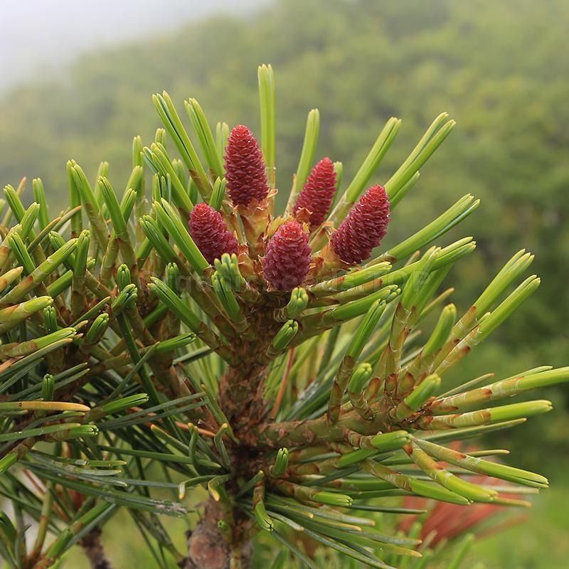 Organic Korean Pine Seeds (Pinus Koraiensis) - ❀ Shipping is free for  orders over €35