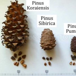 5 Korean Nut Pine (Pinus Koraiensis) Seeds – Cold Hardy Evergreen Tree, Full Sun
