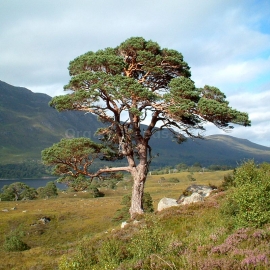 Organic Scots Pine Seeds (Pinus Sylvestris L.)