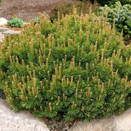 Organic Dwarf Mountain Pine Seeds (Pinus mugo)