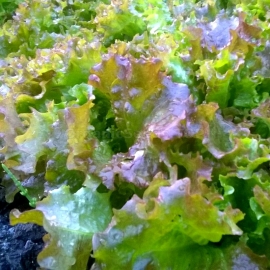 «Spark» - Organic Salad Seeds