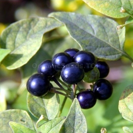 Organic Wonderberry Seeds (Solanum retroflexum)