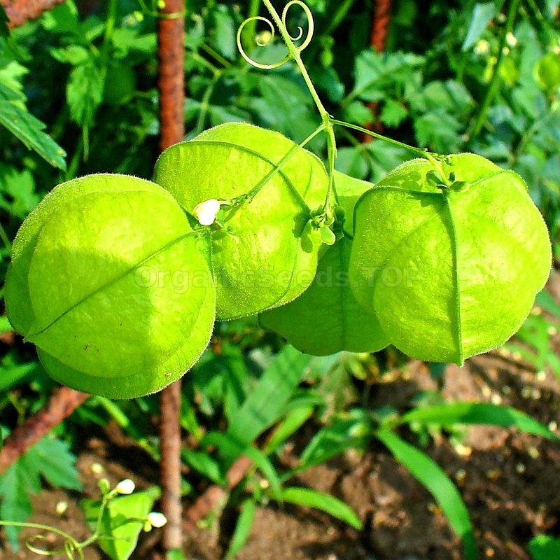 Balloon Vine Organic Cardiospermum Seeds Shipping Is Free For Orders Over 35