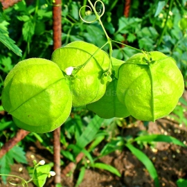 «Balloon Vine» - Organic Cardiospermum Seeds