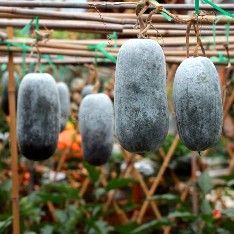«Khao Nuan» Organic Wax Gourd Seeds Shipping is free for orders over €50