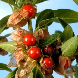 Organic Ashwagandha Seeds (Withania somnifera)