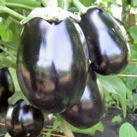«Robin Hood» - Organic Eggplant Seeds