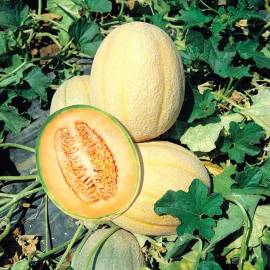 «Ortolani» - Organic Melon Seeds