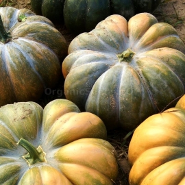 «Muscat de Provence» - Organic Pumpkin Seeds