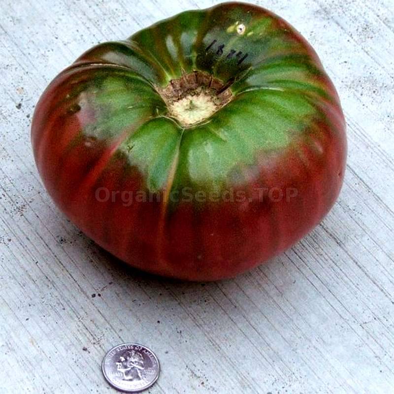 100Pcs Tomato Seeds GIANT BELGIUM Heirloom Organic NON GMO Vegetable Huge Rare 