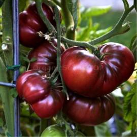 «Black Aisberg» - Organic Tomato Seeds