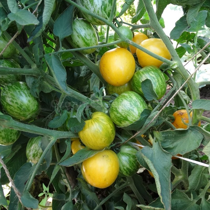 «Butter apple» Organic Tomato Seeds Shipping is free for orders