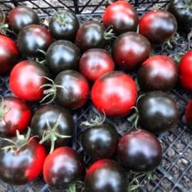 «Cascade Village Blue» - Organic Tomato Seeds