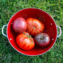 «Don's Double Delight» - Organic Tomato Seeds