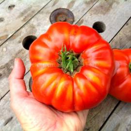 «Giant Belgium» - Organic Tomato Seeds