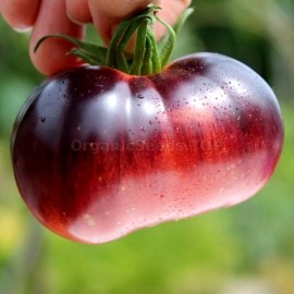 «Ozark Sunrise» - Organic Tomato Seeds