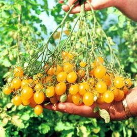 «Ildi» - Organic Tomato Seeds