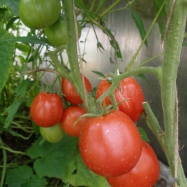 «Karacharovsky lighthouse» - Organic Tomato Seeds