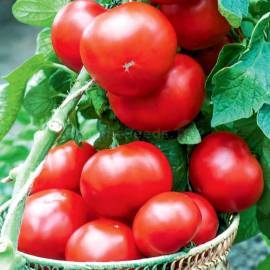 «Pietin» - Organic Tomato Seeds